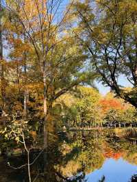 마루야마 공원의 아침