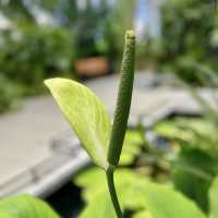 University of California Botanical Garden
