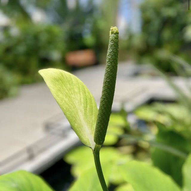 University of California Botanical Garden University of California Botanical Garden