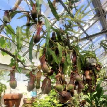 University of California Botanical Garden