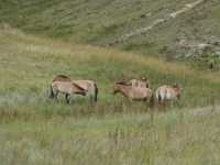 Hustai National Park - Fantastic animal viewing.