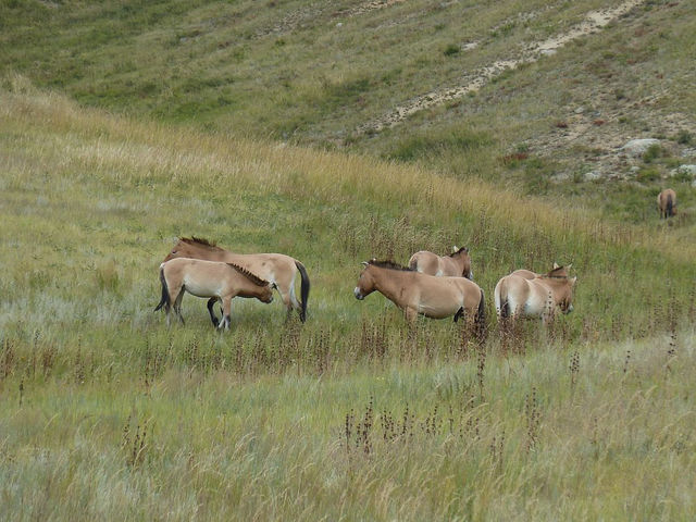 Hustai National Park - Fantastic animal viewing.