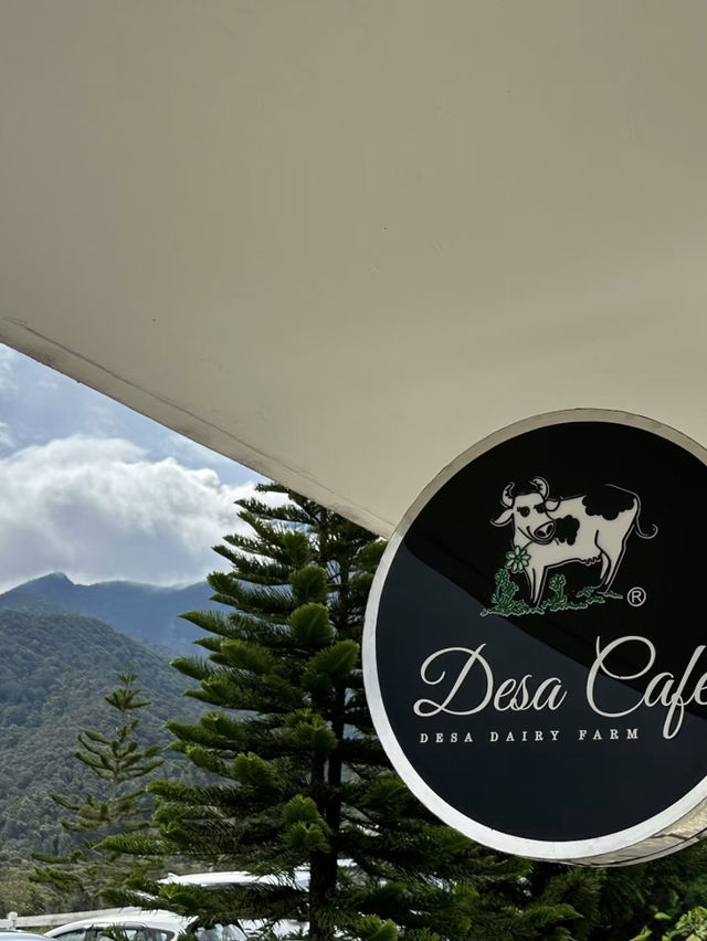 Fresh air, green hills, and happy cows—Kundasang perfection🐄⛰️ Fresh air, green hills, and happy cows—Kundasang perfection🐄⛰️