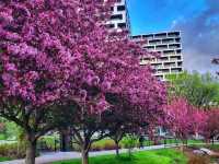 🌊 Bow River Pathway – Calgary’s Most Iconic Riverside Walk