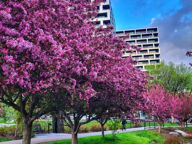 🌊 Bow River Pathway – Calgary’s Most Iconic Riverside Walk 🌊 Bow River Pathway – Calgary’s Most Iconic Riverside Walk