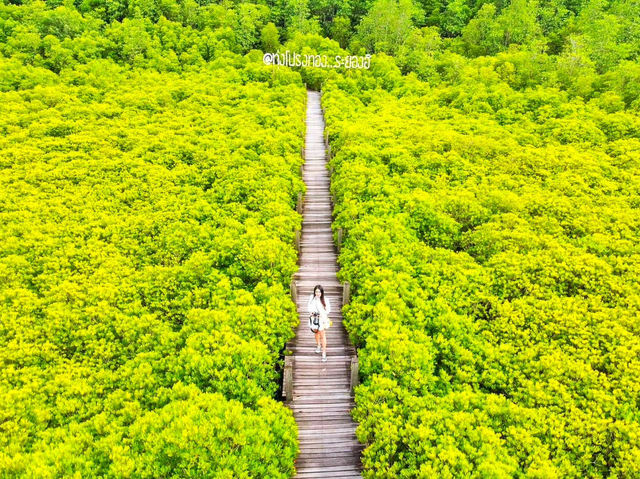 ทุ่งโปรงทอง ระยอง ทุ่งโปรงทอง ระยอง