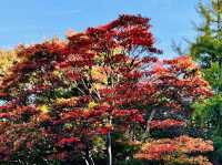 Queen Elizabeth Park