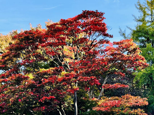 Queen Elizabeth Park