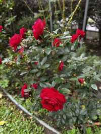週末療癒提案！桃園雅聞魅力博覽館：迷迭香花園步道與玻璃屋植物探險 🌱