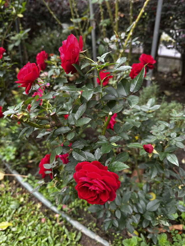 週末療癒提案！桃園雅聞魅力博覽館：迷迭香花園步道與玻璃屋植物探險 🌱
