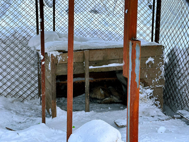 Snow Bliss in a Snow Valley ☃️❄️🥰 Snow Bliss in a Snow Valley ☃️❄️🥰