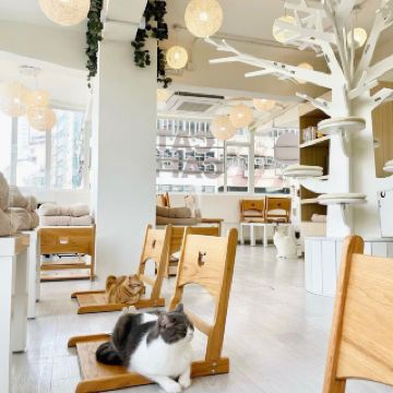 ห้องน้ำชาแมว: คาเฟ่แมวในร่มสุดเพอร์เฟ็กต์ 🐾