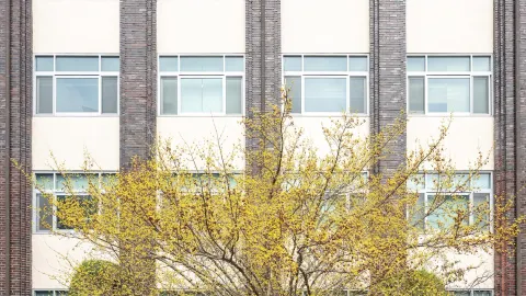 Spring in Daegu: A Truly Perfect Moment! 🌸 — traveler post in Daegu