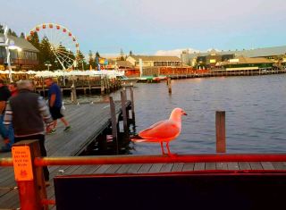 Chill Vibes & Sunset Feasts in Fremantle 🌅🦑