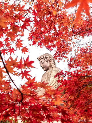 剛抵達奈良市，就迫不及待想分享我的必訪景點：春日大社！⛩️ 令人驚嘆的燈籠小徑、古老的氛圍，以及四處漫步的鹿群——這裡簡直是純粹、適合拍照打卡的日本風情。