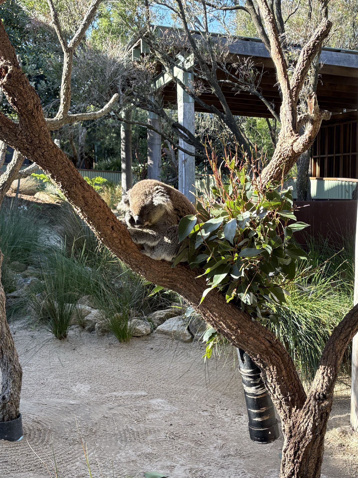 📅 Itinerary 
 Day1: Depart Sydney airport for Symbio Wildlife Park (3hrs), grab a burger from “Binners Farm Food Truck” and head to “Stanwell Tops Lookout” and enjoy your meal before driving past the Sea Cliff bridge to Wollongong

 Day2:  Slowly drive down south to admire the coastal views while hoping on and off at various POIs , stop at Kiama for a picnic lunch before checking out Kiama Blowhole.

 Day3: Head to Berry for lunch and check out the Museum. After lunch, head to Booderee National Park and enjoy the views.

 🏨 Accommodation : Wollongong Serviced Apartment.
 🍴 Food Recommendations : cooked + picnic
 📌 Tips : Catch the Sunrise along the coast!