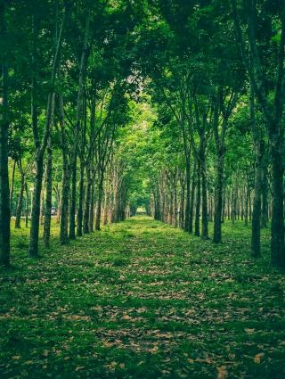 Into the Green Heart of Lawachara 🌿🌳🦜
