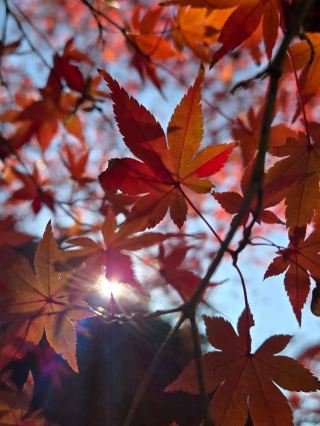 🗓️ กำหนดการเดินทางวันที่ 1

07:00｜ เดินทางถึงสนามบิน KIX โอซาก้า คันไซ

รับประทานอาหารเช้าที่ Le Pan
เช่ารถที่ Times Rent a Car 🚗

เช่ารถและออกเดินทาง

ลานจอดรถอุจิ
แม่น้ำอุจิ... เดินเล่นชมใบไม้เปลี่ยนสี

รับประทานอาหารกลางวันที่ Matcha Soba Noodles

พักที่ Ogoto Onsen Yudoyaku Kinoro-ichi Ryokan

16:00 ประตูโทริอิริมทะเลสาบศาลเจ้าชิราฮิสะ

กลับโรงแรม → แช่น้ำพุร้อน "Yumoto-kan" + รับประทานอาหารเย็น + พักผ่อนที่น้ำพุร้อน

รับประทานอาหารเย็นที่ Ogoto Onsenyu

หมายเหตุ: "Yumoto-kan" คิดค่าบริการเพิ่ม 700 เยน น้ำพุร้อนยอดเยี่ยมมาก

ชั้น 5 วิวใบไม้เปลี่ยนสี

ชั้น 8 น้ำพุร้อนกลางแจ้งสองส่วน

ชั้น 11 วิวพระอาทิตย์ขึ้นทะเลสาบ Biwa
ห้องพักสไตล์ญี่ปุ่น อาหารเช้าและอาหารเย็นแบบญี่ปุ่น (ดีมาก)

---😁😁😁😁😁😁😁

🗓️ แผนการเดินทางวันที่ 2

10:30 น. → โรงแรม Ogoto Onsen Yuno-yomiya Kinoshita Ryokan

La Collina Omihachiman

(อาคารหลังคามุงจาก ออกแบบโดย Terunobu Fujimori, ขนมประจำปี)

อาหารกลางวัน @Hiro Cafe (เนื้อโอมิ)

ข้าวหน้าเนื้อโอมิที่ Omihachiman

Mitsui Outlet Park Shiga Ryuou

(เอาท์เล็ตที่ใหญ่ที่สุดในคันไซ มีร้านค้าประมาณ 240 ร้าน)

โรงแรม Kamenoi Hikone

- อาหารเย็น (อาหารไคเซกิ หม้อไฟเนื้อโอมิ)

- ออนเซ็น (ของว่างยามดึก... บะหมี่ดานดาน)

---😁😁😁😁😁😁😁

🗓️ วันที่ 3

โรงแรม Kamenoi Hikone → เมืองเกียวโต

บริการรถรับส่ง 2 เที่ยว
เดินทางถึงโรงแรม Kyoto Monterey (ดีไซน์แบบยุโรป + บรรยากาศคริสต์มาส) → ส่งกลับ สัมภาระ/เช็คอิน

- เดินเล่นในตลาดนิชิกิ

- ตลาดนิชิกิ หรือที่รู้จักกันในชื่อ "ครัวของเกียวโต" มีร้านค้ามากกว่า 100 ร้าน

อาหารกลางวัน: หอยนางรม, ซาชิมิทูน่า + ราเมนผัด, อุด้ง

- เดินเล่นรอบๆ คาวารามาจิ, ย่านชิโจ, กิออน และแม่น้ำคาโมะ

อาหารเย็นที่ร้าน Isomaru Suisan สาขา Kawaramachi

กลับไปยังโรงแรม Kyoto Monterey → เช็คอินและพักผ่อน

---😁😁😁😁😁😁😁

🗓️ วันที่ 4 | 19/12 แผนการเดินทางแนะนำ

09:00 | อาหารเช้าที่ Cafe Kawaramachi

วัดคิโยมิซุเดระ, ประสบการณ์สวมกิโมโน

อาหารกลางวันที่ Yuudon + ราเมน

ที่พัก: Natural Onsen Yugiri no Yu Tomie Premium Namba

ตลาดคุโรมอน อิจิบะ

โดทงโบะริ, ชินไซบาชิ และนัมบะ

อาหารเย็นที่ Fukuma Teppanyaki, Okonomiyaki

ออนเซ็นของโรงแรม + พักผ่อน

---😁😁😁😁😁😁😁---

🗓️ วันที่ 5
อาหารเช้าที่โรงแรม
ร้านขายยาโดทงโบะริ

ตลาดคุโรชิโอ (ภายใน Wakayama Marina City)

- จุดเด่น: การแสดงการแล่ปลาทูน่าทุกวัน (2 รอบในวันธรรมดา, 3 รอบในวันหยุดสุดสัปดาห์) เวลา 11:00, 12:30, 15:00 น. คุณสามารถเพลิดเพลินกับซูชิหรือดงบุริทะเลได้ทันที

อาหารกลางวัน ณ ตลาดคุโรชิโอ (ซูชิ + อาหารทะเลเสียบไม้)

หอคอยปราสาทวาคายามะ

- หอคอยปราสาทมีทัศนียภาพแบบพาโนรามาของเมือง

โรงแรมแคนเดโอ นันไก วาคายามะ

ห้องอาบน้ำสาธารณะกลางแจ้งบนดาดฟ้า

อาหารเย็นที่ร้านอาหารบาร์บีคิวสถานีวาคายามะ (เนื้อวาคายามะ)

---😁😁😁😁😁😁😁---

🗓️ วันที่ 6｜21/12 แผนการเดินทางแนะนำ

11:00｜โรงแรมนันไค วาคายามะ โคมิคาเซะ → ออกเดินทางไปยังชิราฮามะ

เยี่ยมชมตลาดปลานันไค ชิราฮามะ (โทเรโทเร อิชิบะ ตลาดอาหารทะเลที่ใหญ่ที่สุดในภาคตะวันตกของญี่ปุ่น)
บุฟเฟ่ต์บาร์บีคิวหม้อไฟ
กุ้งล็อบสเตอร์, กุ้งหวาน, ซาชิมิหอยงวงช้าง
เนื้อวากิวย่าง, หอยนางรม

เช็คอินที่ฮามา ชิโดริ โนะ ยู ไคชู (เรียวกังชิราฮามะ ออนเซ็น)

- จุดเด่น: บ่อน้ำพุร้อนกลางแจ้งริมทะเล ห้องพักมองเห็นวิวทะเลแปซิฟิก

- คำแนะนำ: เช็คอินก่อนแล้วไปแช่น้ำพุร้อน (น้ำพุร้อนรวมชายหญิง, น้ำพุร้อนส่วนตัว, บ่อน้ำพุร้อนกลางแจ้ง, น้ำส้มยูซุ)

อาหารเย็นที่เรียวกัง

- โดยปกติจะประกอบด้วยอาหารไคเซกิ (อาหารทะเลตามฤดูกาล)

ซาซิมิแบบเรือ, อาหารทอดปลาปักเป้า, ซุปมิโซะอิเซไก

- หลังอาหารเย็น คุณสามารถแช่ออนเซ็นอีกครั้งและเพลิดเพลินกับวิวกลางคืนได้

---😁😁😁😁😁😁😁---

🗓️ แผนการเดินทางวันที่ 7 (ชิราฮามะ → สนามบินคันไซ)

11:00 น.｜ออกเดินทางจาก Hama-Chidori-no-Yu Kaishu (เรียวกังชิราฮามะออนเซ็น)

ถ้ำซันดันเบกิ

อาหารกลางวัน @ Uotsuri Ginpei สาขาโยชิดะ

- ไฮไลท์: อาหารทะเลขึ้นชื่อของวาคายามะ เมนูเด็ดที่ต้องลองคือ "ไทเมชิ" (ข้าวหน้าปลากะพง) พร้อมกับซาซิมิสดและอาหารปิ้งย่าง โอมาเซกะ มินัส

มุ่งหน้าสู่รินคุ พรีเมียม เอาท์เล็ตส์

- จุดเด่น: ศูนย์การค้าเอาท์เล็ตที่ใหญ่ที่สุดในคันไซ มีสินค้าแบรนด์เนมครบครัน

ออกเดินทาง → สนามบินคันไซ
คืนรถเช่าและเช็คอิน

รับประทานอาหารเย็นที่ศูนย์อาหารสนามบิน
เที่ยวบิน →

---😁😁😁😁😁😁😁---

