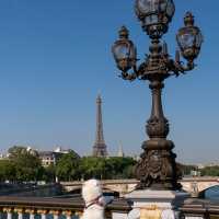 Elegance and Iconic Views of the Eiffel Tower