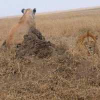 three days safari ngorongoro crater 