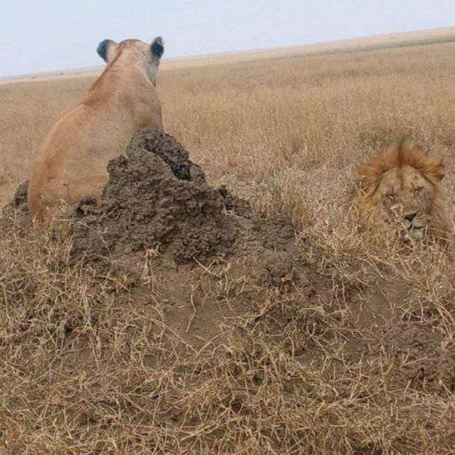 three days safari ngorongoro crater 