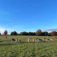 Beautiful park in London, Richmond Park🇬🇧