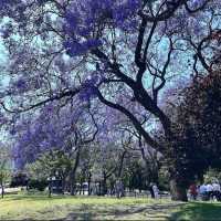 <葡萄牙 Lisbon 🇵🇹> 漫天飛花 💜