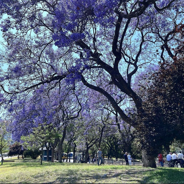 <葡萄牙 Lisbon 🇵🇹> 漫天飛花 💜