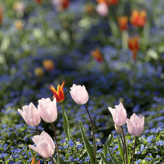 Spring into Bloom