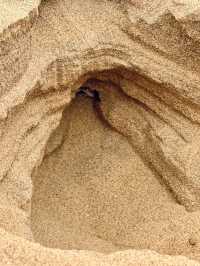 The Secret Life in the Desert — Living Desert Tour in Namibia 🏜️