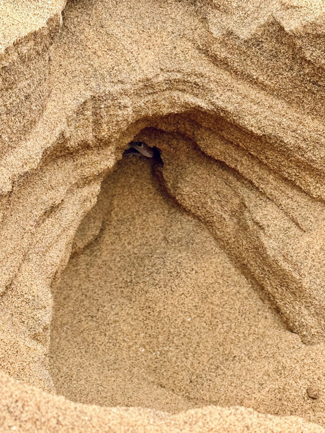 The Secret Life in the Desert — Living Desert Tour in Namibia 🏜️