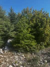 Al Shouf Cedar Reserve: Where Ancient Forests Whisper Legends
