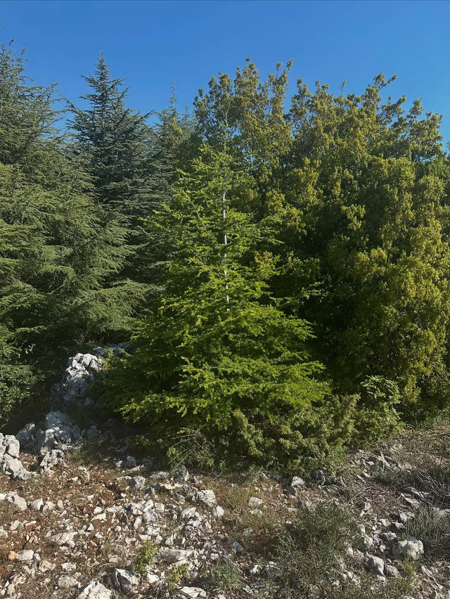 Al Shouf Cedar Reserve: Where Ancient Forests Whisper Legends