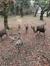 Deer Encounters and Temple Wonders in Nara Park 