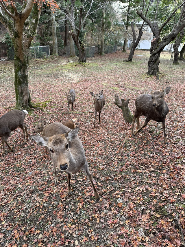 Deer Encounters and Temple Wonders in Nara Park 