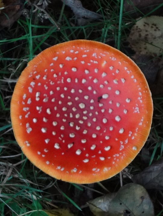 Autumn Walk in Bakkeveen – 10 km Nature Adventure🍄🍄‍🟫🍂✨