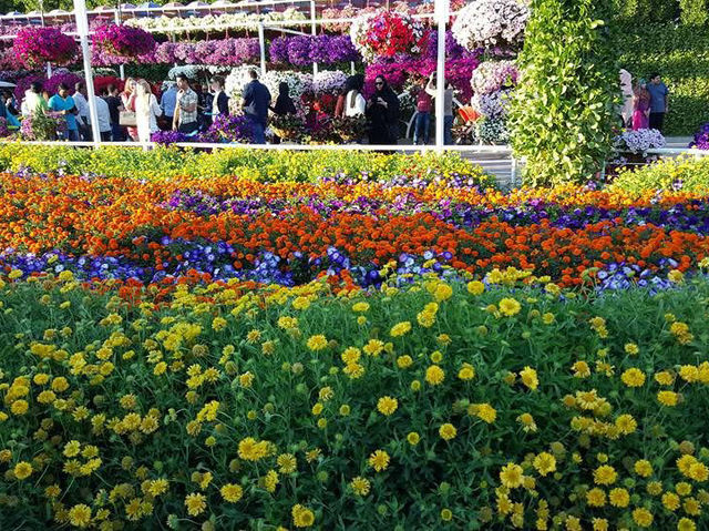 Where Dreams Bloom: Dubai Miracle Garden 🇦🇪