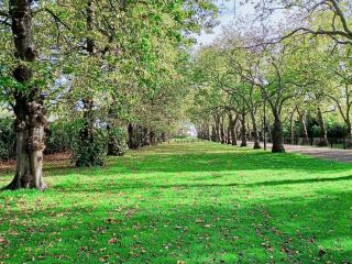 巴金公園的寧靜清晨：自然風光、野生動物和風景優美的步道