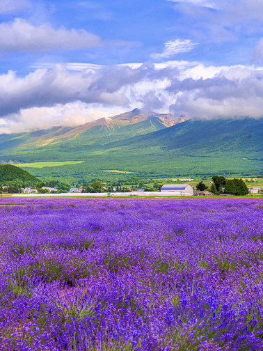 北海道💜 あなたが知らなかった夏 | Trip.com 北海道