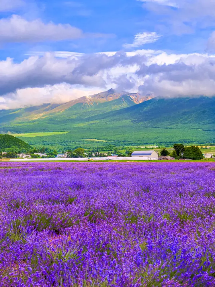 北海道💜 あなたが知らなかった夏