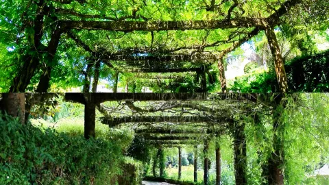 Mata Nacional do Buçaco จะกลายเป็นป่าบำบัดแห่งที่ 4 ของโลก ในวันที่ 17 กรกฎาคม 2026!!! — traveler post in อาวีโร