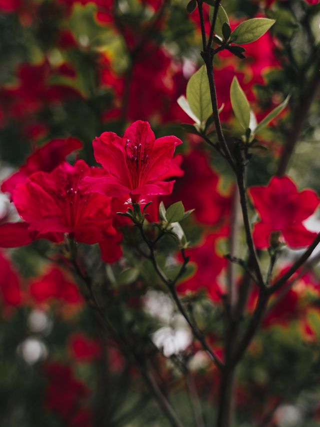 Colours of Spring in Hangzhou 💐