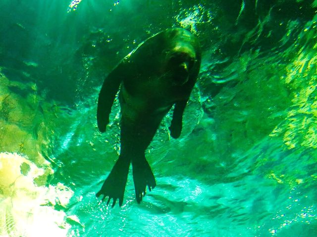 Thrills at Ocean Park!