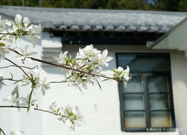 Lychee Park Flower Viewing | Unique White Flowers Show the Beauty