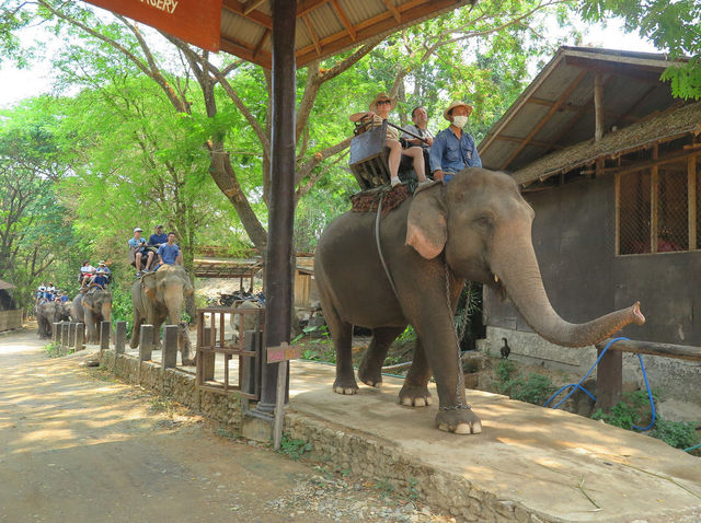 Misha Elephant Camp