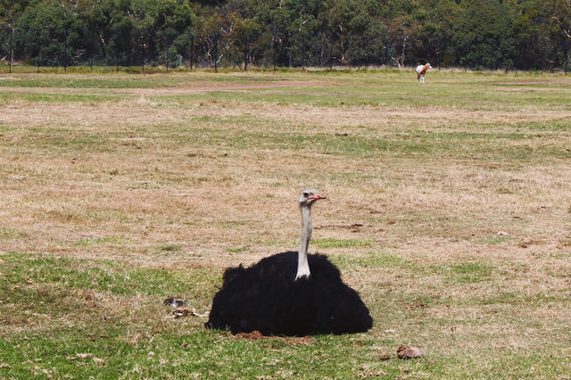 Werribee Zoo | Melbourne