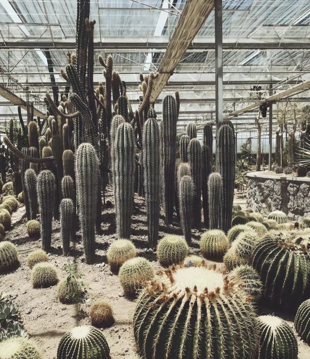 Las Vegas - Cactus Botanical Garden