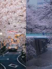 In April, I'm going to Nara Yoshino Mountain to experience the cherry blossoms of spring. Here's a nanny-level guide.