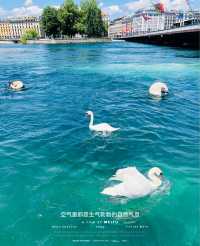 Why do so many people want to come here? ❓ Is it just because of the swans? 🐣