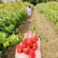 Harvesting Happiness: Fruits and Vegetables 